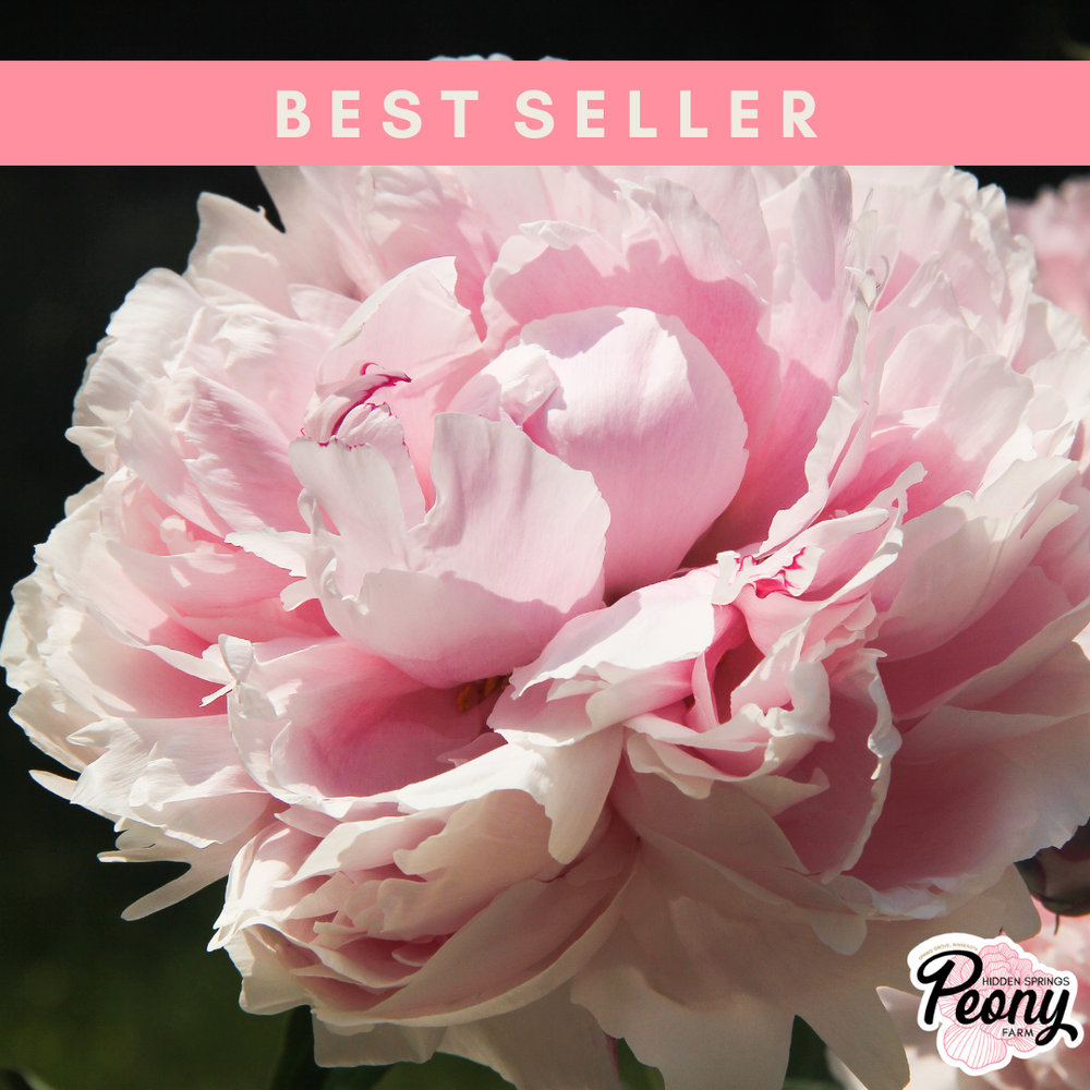 Sarah Bernhardt Peony — Hidden Springs Peony Farm